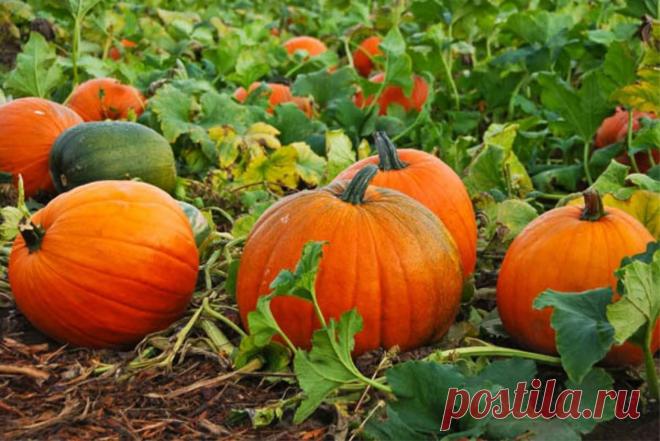 О посадке тыквы в открытый грунт семенами: на какую глубину сажать семечко Подробная информация для начинающих о том, как правильно посадить тыкву семенами в открытый грунт (схема посадки). Подготовка к посеву, сроки. Дальнейший уход и выращивание: рекомендации опытных садоводов.