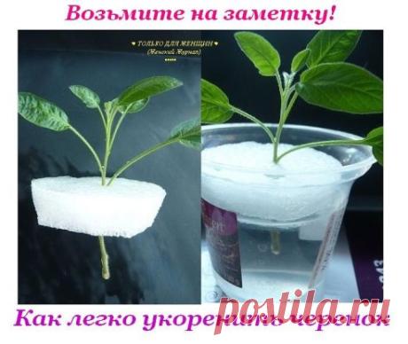 Дневник Камчатка2