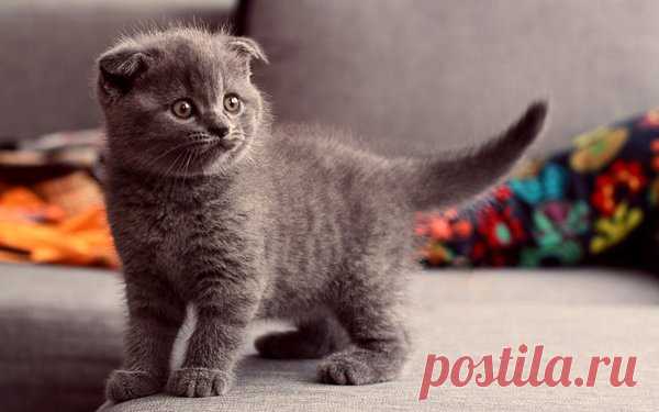 Особенности шотландских вислоухих котов | ZENPETS | Яндекс Дзен