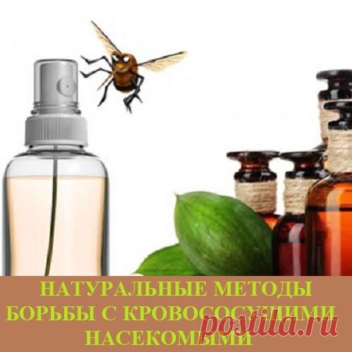 Запись на стене НАТУРАЛЬНЫЕ МЕТОДЫ БОРЬБЫ С КРОВОСОСУЩИМИ НАСЕКОМЫМИ  🦟 Хотим поделиться с вами натуральными методами работы с мелкими вампирами. Можно выделить следующие эфирные масла, которые зарекомендовали себя:  · герань; · цитронелла; · эвкалипт; · лаванда; · чайное дерево; · кедр; · мята.  Эти масла можно смешивать, а можно использовать по одиночке. Можно делать масляный раствор или спрей, на основе воды. 💦 Например,...