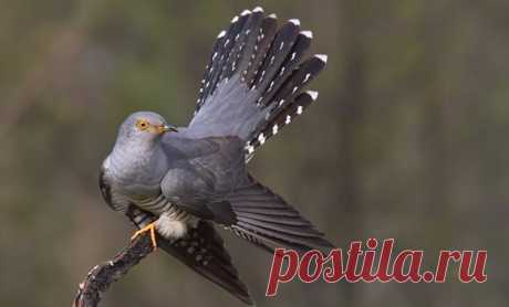 Пернатые | Записи в рубрике Пернатые | Клуб Камелот