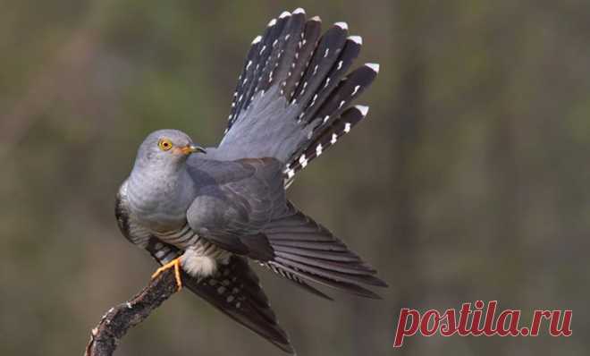 Пернатые | Записи в рубрике Пернатые | Клуб Камелот