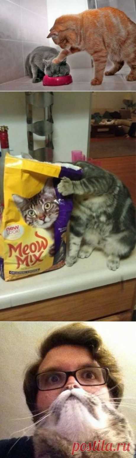 Снимки котов, сделанные в нужный момент
