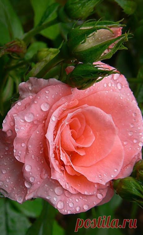 ДЛЯ ТЕПЛЫХ СЛОВ НЕ НУЖЕН ПОВОД
И ЖДАТЬ НЕ НАДО МНОГО ЛЕТ.
ДАРИТЕ ИХ В ЖАРУ И ХОЛОД,
С УТРА, ПОД ВЕЧЕР И В ОБЕД.
ОНИ НУЖНЫ,КАК СВЕЖИЙ ВОЗДУХ,
КАК НЕБА СИНЬ,КАК СОЛЬ ЗЕМЛИ.
ТЕПЛО ДАРИТЬ ВЕДЬ ТАК НЕ СЛОЖНО,
В НИХ МОРЕ ЛАСКИ И ЛЮБВИ!!!