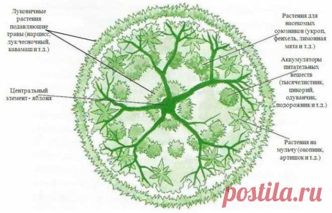 Как создать гильдию для фруктовых деревьев в пермакультуре?