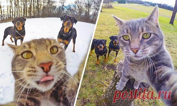 Этот кот показал всем, как делать действительно крутые селфи: ↪ Да у него что ни фотка — то шедевр!