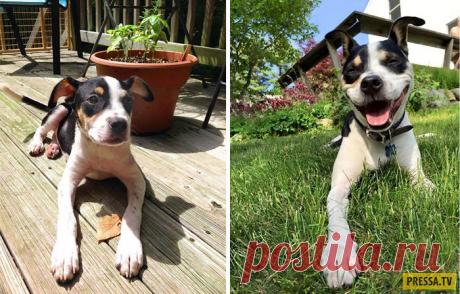 Сравнительные фотографии подросших домашних любимцев (21 фото) | Чёрт побери Тот, кто думает, что счастье нельзя купить, просто никогда не покупал себе щенка. Как только это это милейшее существо появляется в доме, жизни начинает играть яркими красками - то лужа на паркете, но любимая пара обуви погрызена. Но хозяева щенков и сами не замечают, как их питомец из пушистого комочка превращается в большую, добрую, преданную и умную собаку. 1. Прошло всего 6 месяцев, а какая ог...
