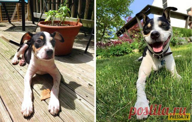 Сравнительные фотографии подросших домашних любимцев (21 фото) | Чёрт побери Тот, кто думает, что счастье нельзя купить, просто никогда не покупал себе щенка. Как только это это милейшее существо появляется в доме, жизни начинает играть яркими красками - то лужа на паркете, но любимая пара обуви погрызена. Но хозяева щенков и сами не замечают, как их питомец из пушистого комочка превращается в большую, добрую, преданную и умную собаку. 1. Прошло всего 6 месяцев, а какая ог...