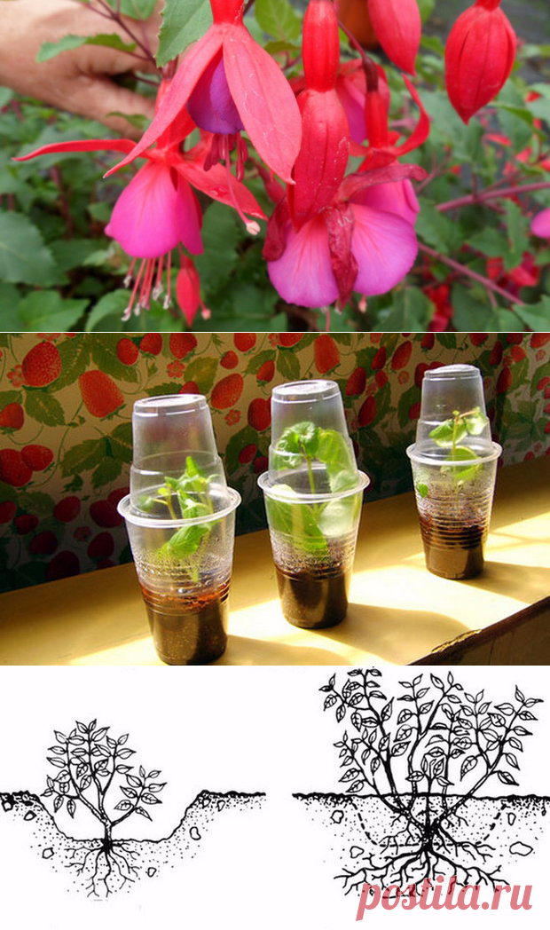 Великолепная фуксия в саду: выращивание и уход