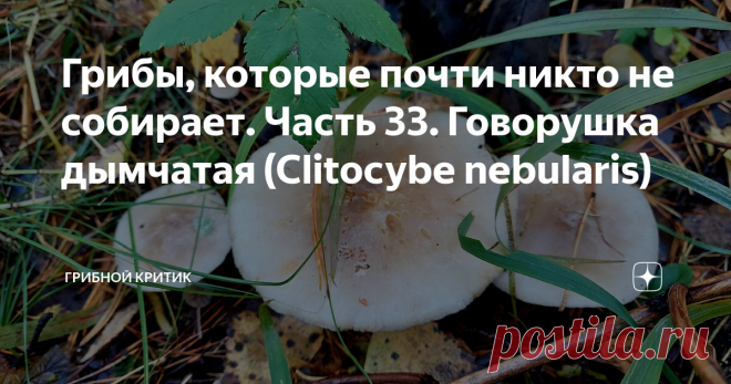 Грибы, которые почти никто не собирает. Часть 33. Говорушка дымчатая (Clitocybe nebularis) Несколько десятилетий назад говорушка дымчатая (или просто дымка) считалась хорошим съедобным грибом. Особенно ценным в завершении не совсем удачного грибного сезона, когда ничего, более приличного и привычного, заготовить на зиму не удалось. Но всё постепенно меняется... Сейчас, насколько я знаю, некоторые грибники эти грибы собирают вне зависимости от того, есть ли уже грибные прип...