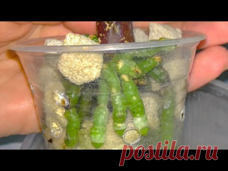 РЕГУЛЯРНО орхидеи ПОЛИВАЮ в поддон! корни ПОВСЮДУ! плюс ОПРЫСКИВАНИЕ листьев орхидеи! корни ВЫРОСЛИ!