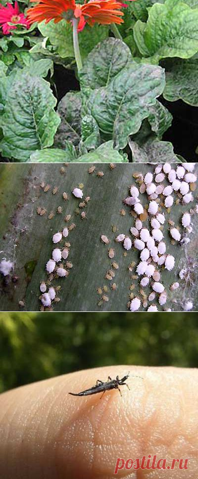 Болезни герберы - мучнистая роса, загнивание,серая гниль. | Мое подворье