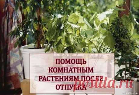 Помощь комнатным растениям после отпуска Сколь бы ни были комнатные растения выносливыми и засухоустойчивыми, они требуют системного ухода и регулярной заботы. Только избранные комнатные «спартанцы» способны с легкостью вынести отсутствие хозяев и соответствующего полива. А ведь не только рабочие поездки, но и долгожданный...