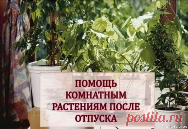 Помощь комнатным растениям после отпуска Сколь бы ни были комнатные растения выносливыми и засухоустойчивыми, они требуют системного ухода и регулярной заботы. Только избранные комнатные «спартанцы» способны с легкостью вынести отсутствие хозяев и соответствующего полива. А ведь не только рабочие поездки, но и долгожданный...