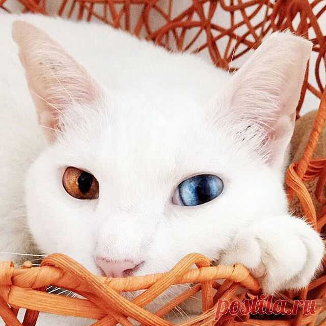 29 fotografias dos gatos mais bonitos do mundo; Veja as fotos | Playbuzz