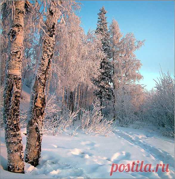 лес