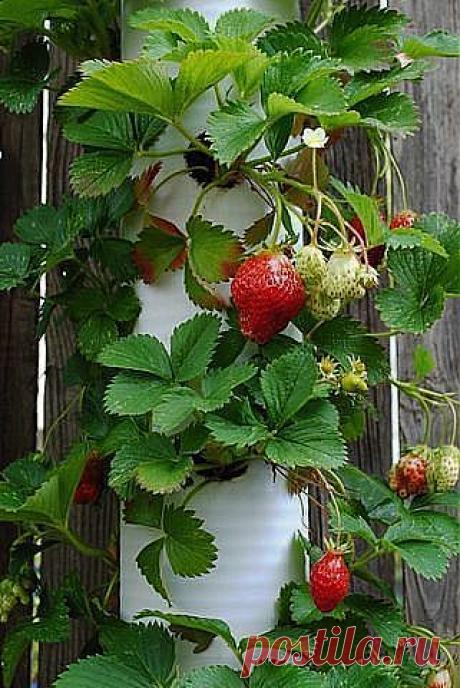 ВЕРТИКАЛЬНЫЕ ГРЯДКИ