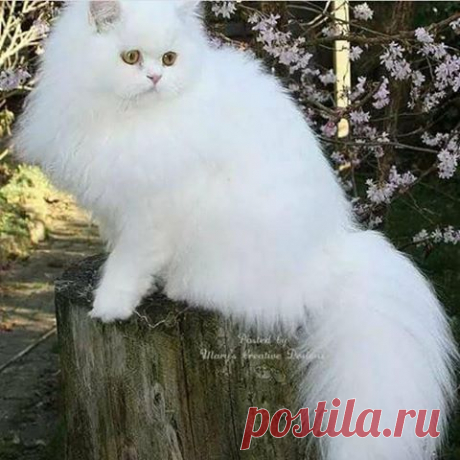 (3) Facebook