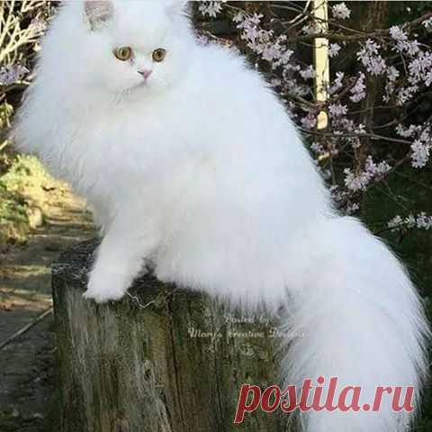 (3) Facebook