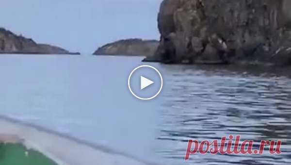 В Канаде сняли прыгающего со скалы в воду лося