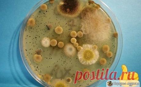 Хорошая статья. Живицу применяла, помогает реально, продаётся в аптеке