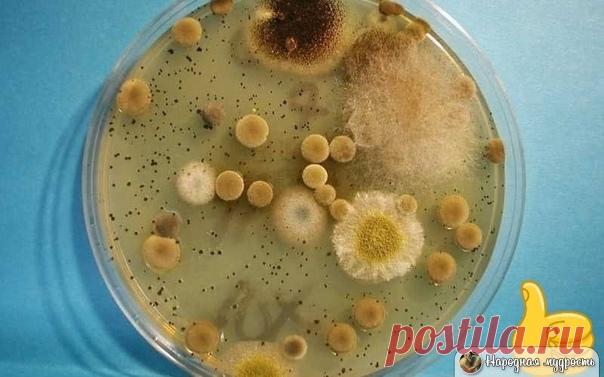 Хорошая статья. Живицу применяла, помогает реально, продаётся в аптеке