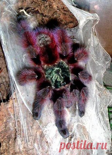 Фиолетовый тарантул.