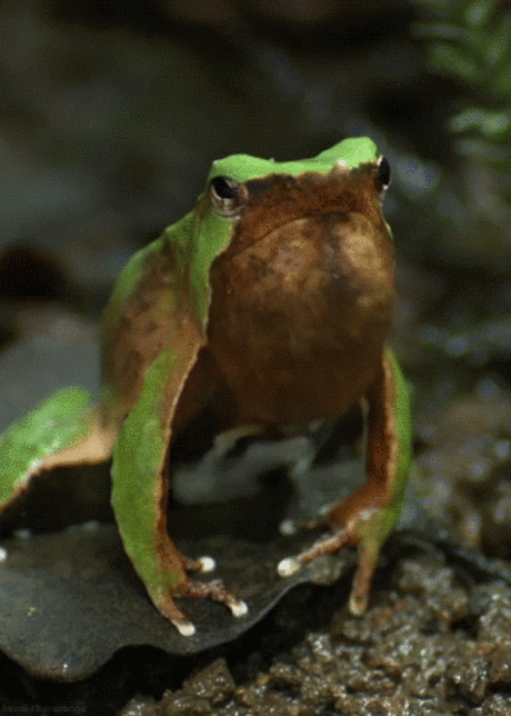 Fantástico Natureza,linda!!!