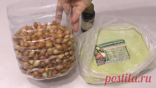 ТРОЙНАЯ ЗАЩИТА ЛУКА СЕВКА ПЕРЕД ПОСАДКОЙ!