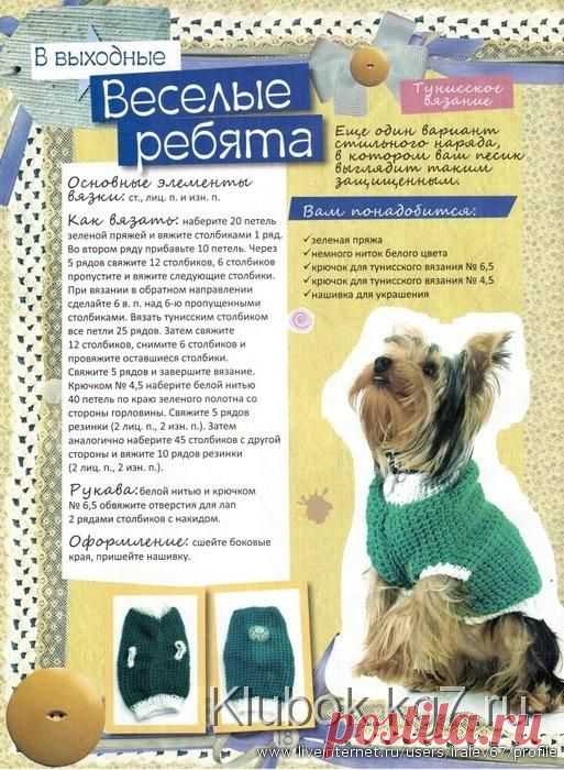 вяжем домашним любимцам