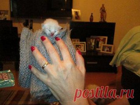 Infelizmente este anjo não resistiu e faleceu :( | Flickr - Photo Sharing!