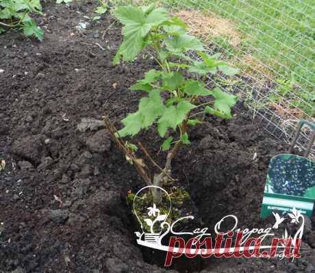 Как получить хорошие саженцы смородины?