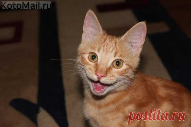 Котейка-смайлик)