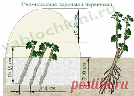 размножение кизила |