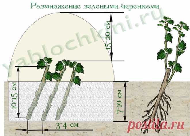 размножение кизила |