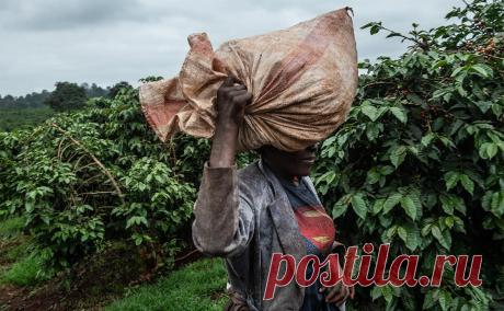 Эфиопия ввела запрет для авиапассажиров вывозить кофе из страны. Власти Эфиопии временно запретили авиапассажирам вывозить произведенный в стране кофе.