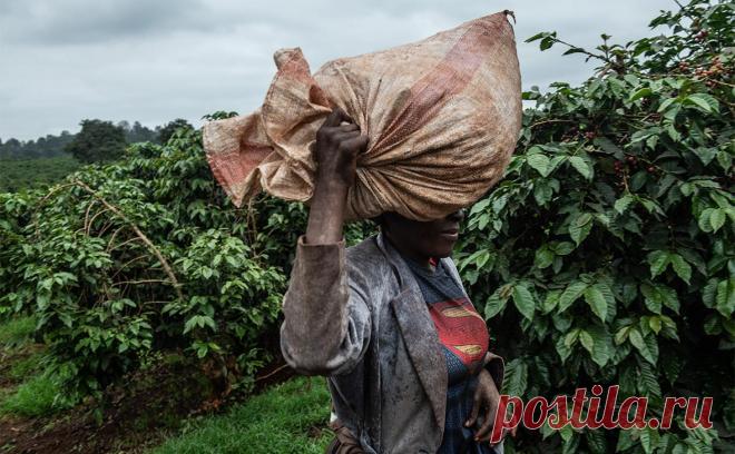 Эфиопия ввела запрет для авиапассажиров вывозить кофе из страны. Власти Эфиопии временно запретили авиапассажирам вывозить произведенный в стране кофе.