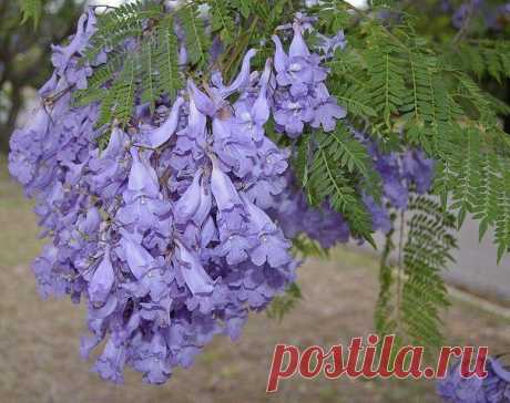 Jacaranda mimosifolia.