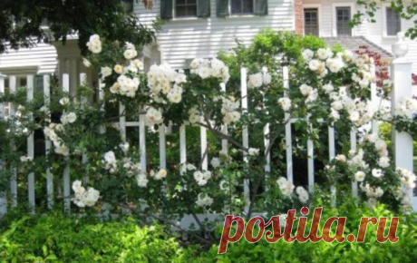 9 лучших вьющихся растений для арок, пергол и шпалер | Дизайн участка (Огород.ru)