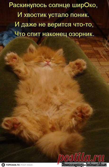 котик