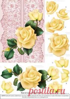 Roses on Lace - Cream on Pink by Judith Flavel Beautiful…