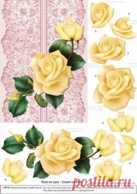 Roses on Lace - Cream on Pink by Judith Flavel Beautiful…