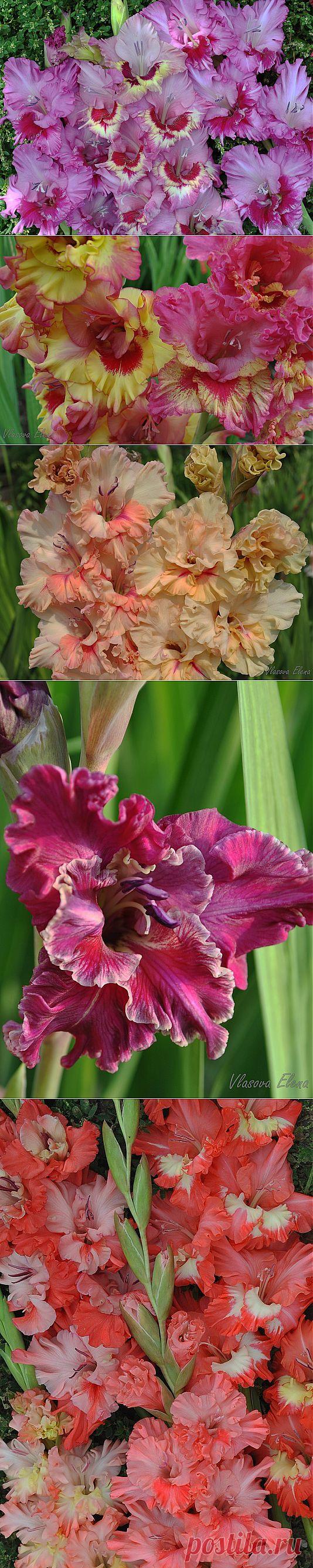 Как вырастить красивые и здоровые сорта гладиолусов! - Блог Три и ночка