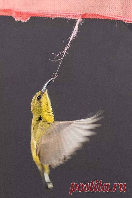 Мир вверх ногами, поцелуй и летающая тарелка: лучшие фото дикой природы - РИА Новости, 11.03.2021