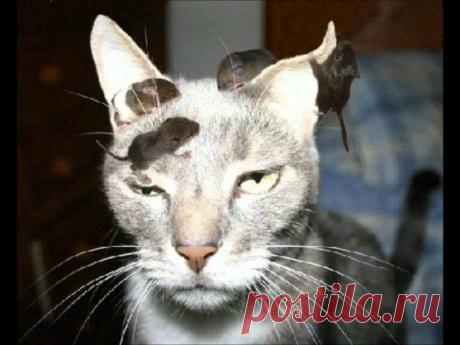 20 невероятно наглых, но забавных животных, которым наплевать на мнение окружающих — Позитив от Михалыча