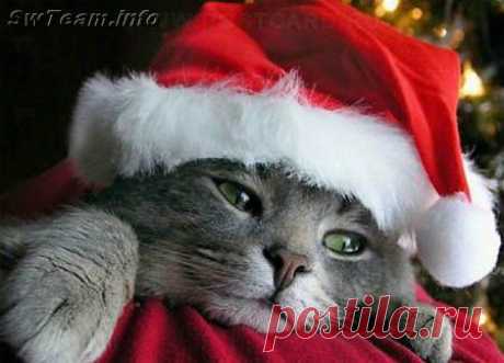 Новогодние кошки коты - КыСуЛи