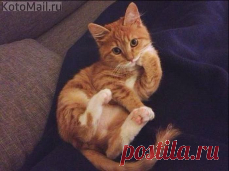 юмор | KotoMail.ru