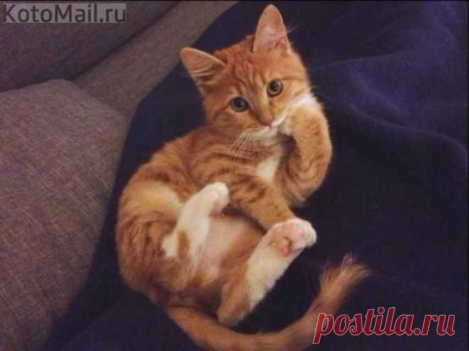 юмор | KotoMail.ru