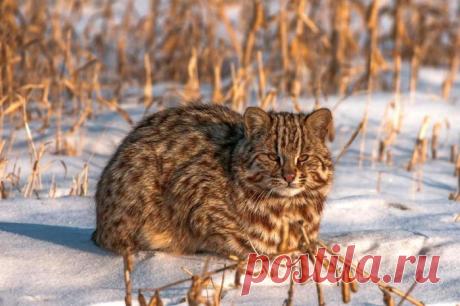 Амурский (дальневосточный) лесной кот: описание, много фото