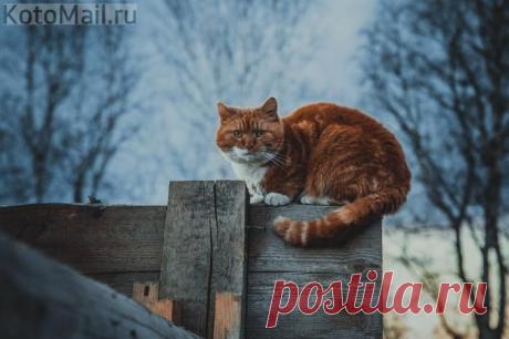 Страж | KotoMail.ru